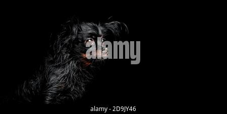 Porträt eines russischen Langhaarigen Toy Terrier (Canis lupus familiaris). Lustige kleine Hund auf schwarzem Hintergrund. Stockfoto