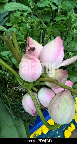 Landschaftlich schöner Blick auf die Knospen der Lotusblumen Stockfoto