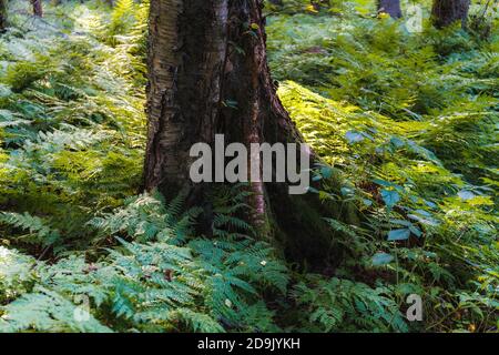 Farne wachsen um Baum im Wald, Nahaufnahme Stockfoto