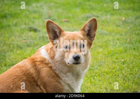 Nahaufnahme eines Pembroke Welsh Corgi auf dem Gras, der neugierig in die Kamera schaut. Stockfoto