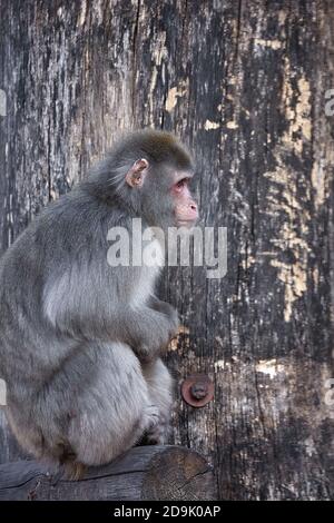 Japanischer Affe, Portrait des Affen Stockfoto