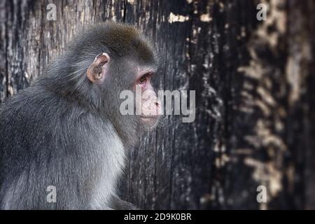 Japanischer Affe, Portrait des Affen Stockfoto