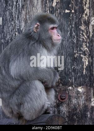 Japanischer Affe, Portrait des Affen Stockfoto