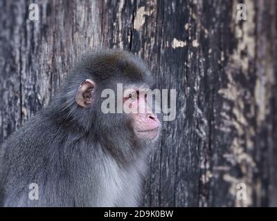 Japanischer Affe, Portrait des Affen Stockfoto