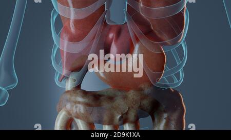 Magen Anatomie im männlichen Körper. Medizinisch präzise gerenderte 3D-Illustration Stockfoto