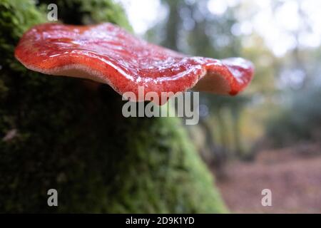 Beefsteak Pilz (Fistulina hepatica) polypore Anhaften von einer Eiche im Herbst, wie Fleisch oder eine nasse Zunge, New Forest, Hampshire, England. Stockfoto