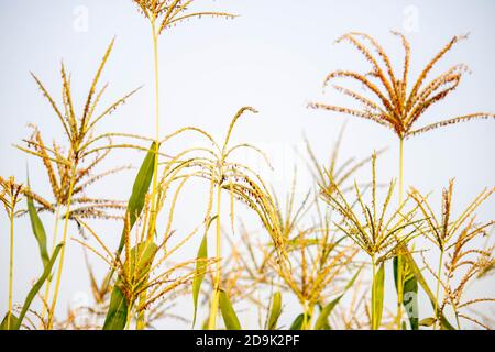 Ragi Crop, Hirse Ernte, Wunder Korn. Hochwertige Fotos Stockfoto