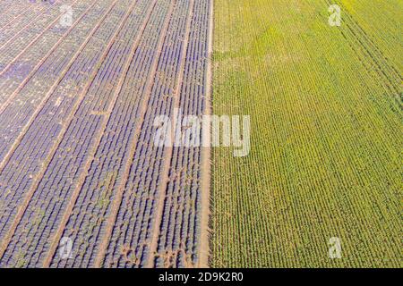 Luftaufnahme der landwirtschaftlichen Felder in der Provence. Blühender Lavendel, herrliche Luftlandschaft. Reihen von Lavendelblüten, endlose Natur blühenden Blumen Stockfoto