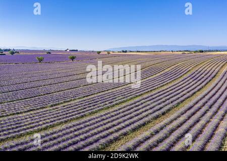 Luftaufnahme der landwirtschaftlichen Felder in der Provence. Blühender Lavendel, herrliche Luftlandschaft. Reihen von Lavendelblüten, endlose Natur blühenden Blumen Stockfoto