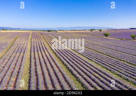 Luftaufnahme der landwirtschaftlichen Felder in der Provence. Blühender Lavendel, herrliche Luftlandschaft. Reihen von Lavendelblüten, endlose Natur blühenden Blumen Stockfoto