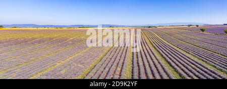 Luftaufnahme der landwirtschaftlichen Felder in der Provence. Blühender Lavendel, herrliche Luftlandschaft. Reihen von Lavendelblüten, endlose Natur blühenden Blumen Stockfoto