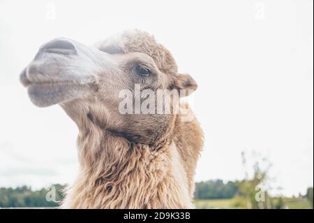 Nahaufnahme des lustigen Baktrian Kamels im Karelia Zoo. Hairy Kamel in einem Stift mit langen hellbraunen Fell Wintermantel, um sie warm zu halten mit zwei Höcker in Gefangenschaft für Unterhaltung. Stockfoto