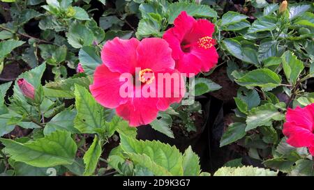 Landschaftlich schöner Blick auf Hibiskus oder Rosenblüten Stockfoto