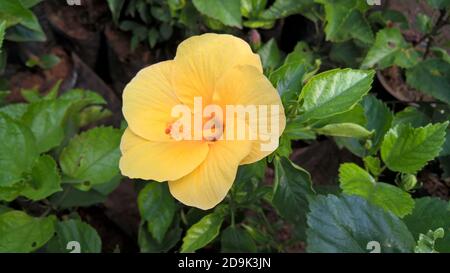 Landschaftlich schöner Blick auf Hibiskus oder Rosenblüten Stockfoto