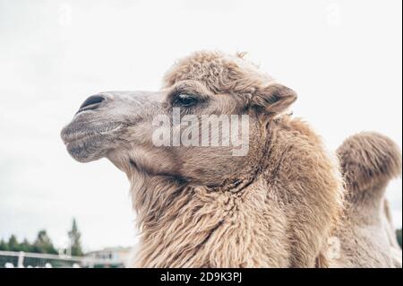 Nahaufnahme des lustigen Baktrian Kamels im Karelia Zoo. Hairy Kamel in einem Stift mit langen hellbraunen Fell Wintermantel, um sie warm zu halten mit zwei Höcker in Gefangenschaft für Unterhaltung. Stockfoto