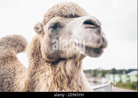 Nahaufnahme des lustigen Baktrian Kamels im Karelia Zoo. Hairy Kamel in einem Stift mit langen hellbraunen Fell Wintermantel, um sie warm zu halten mit zwei Höcker in Gefangenschaft für Unterhaltung. Stockfoto