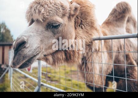 Nahaufnahme des lustigen Baktrian Kamels im Karelia Zoo. Hairy Kamel in einem Stift mit langen hellbraunen Fell Wintermantel, um sie warm zu halten mit zwei Höcker in Gefangenschaft für Unterhaltung. Stockfoto