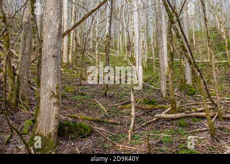 Waldumgebung auf einem Berghang im Frühjahr Stockfoto