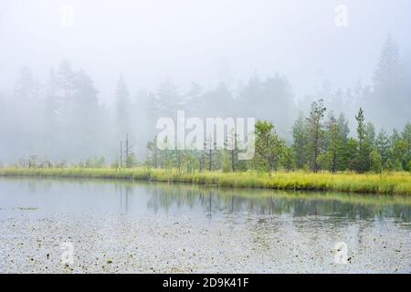 Kiefernwald auf einem Moor an einem nebligen See Stockfoto