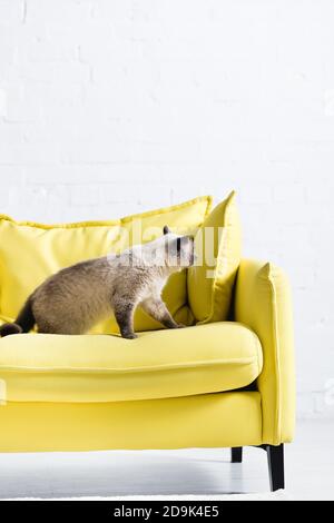 Flauschige siamkatze auf gelber Couch mit Kissen Zu Hause Stockfoto