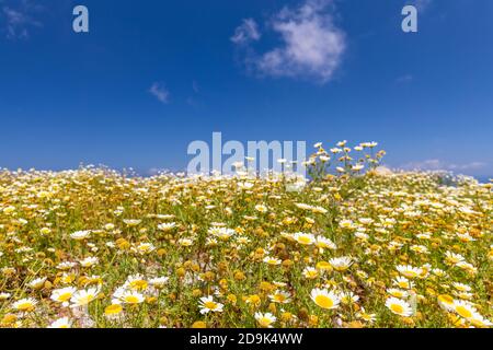 Erstaunliche Naturlandschaft, Tagesblumen mit Blick auf den blauen Himmel. Frühling Sommer Natur Blumen, Wiese Nahaufnahme. Sonnige Blumenkulisse Stockfoto