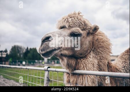 Nahaufnahme des lustigen Baktrian Kamels im Karelia Zoo. Hairy Kamel in einem Stift mit langen hellbraunen Fell Wintermantel, um sie warm zu halten mit zwei Höcker in Gefangenschaft für Unterhaltung. Stockfoto