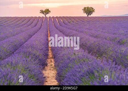 Panoramablick auf französisches Lavendelfeld bei Sonnenuntergang. Sonnenuntergang über einem violett blühenden Lavendelfeld in der Provence Frankreich, Valensole. Sommer Natur Landschaft Stockfoto