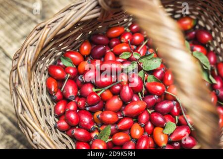 Frische reife Hagebutten im Korb auf dem rustikalen Hintergrund, Nahaufnahme. Gesunde Ernährung Konzept. Stockfoto