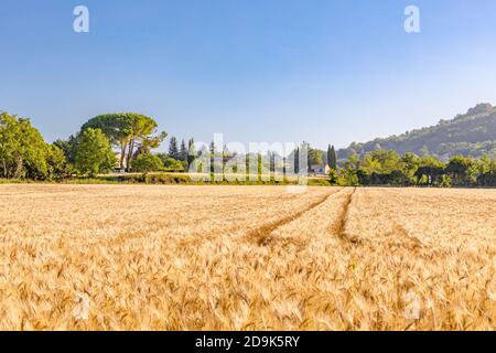 Weizenfliege Panorama mit Baum bei Sonnenuntergang, ländliche Landschaft. Landwirtschaft Naturfeld, Naturlandschaft, idyllische Landschaft in Südfrankreich Stockfoto
