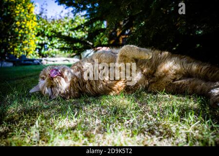 Ginger-tom-Katze ruht in einem Garten in South Wales UK Stockfoto