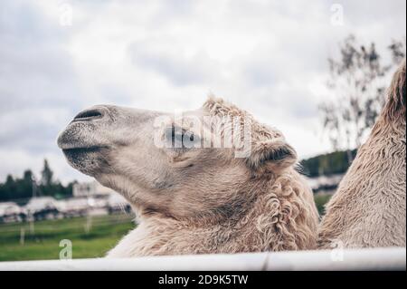 Nahaufnahme des lustigen Baktrian Kamels im Karelia Zoo. Hairy Kamel in einem Stift mit langen hellbraunen Fell Wintermantel, um sie warm zu halten mit zwei Höcker in Gefangenschaft für Unterhaltung. Stockfoto