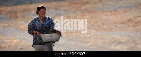 Mongolische Frau trägt getrockneten Dünger zum Anzünden des Ofens. Das Leben einer mongolischen Familie. 06.09.2019. Wüste Gobi, Mongolei. Stockfoto
