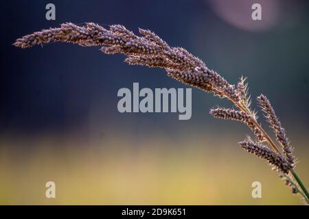 Ragi Crop, Hirse Ernte, Wunder Korn. Hochwertige Fotos Stockfoto