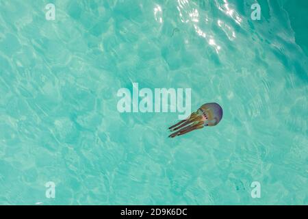 Flache Lagune mit lila rosa tropischen Tiefseequallen Schwimmend nahe an der Oberfläche Stockfoto