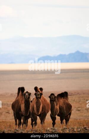 Baktrian Kamel in den Steppen der Mongolei. Der Transport des Nomaden. Eine Herde Tiere auf der Weide. Stockfoto