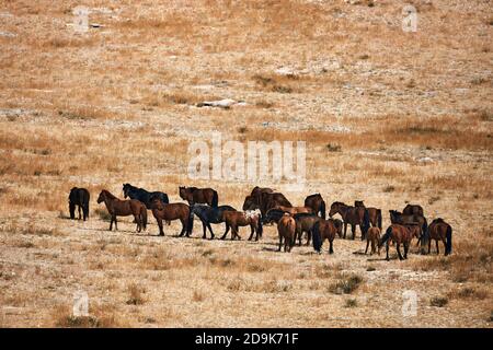 Mongolisches Pferd in mongolischer Steppe. Symbol des nomadischen Lebens. Stockfoto