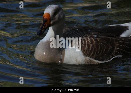 Ente im See von Lodhi Garten, Neu Delhi, Indien, berühmter Ort für Urlaub. Stockfoto