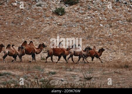 Baktrian Kamel in der Wüste Gobi, Mongolei. Eine Herde Tiere auf der Weide. Stockfoto