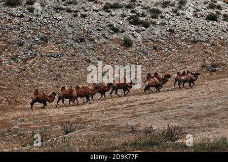 Baktrian Kamel in der Wüste Gobi, Mongolei. Eine Herde Tiere auf der Weide. Stockfoto