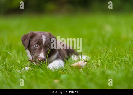Liebenswert Porträt von erstaunlich gesund und glücklich schwarz und weiß Grenze Collie Welpe. Border Collie Welpen in der Natur Stockfoto