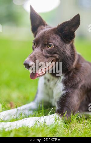 Gerne braunen und weißen Border Collie Hund mit Zunge heraus haften liegend im Gras mit gelben Blüten. Tag Sommer auf einer Wiese. Stockfoto
