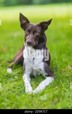 Gerne braunen und weißen Border Collie Hund mit Zunge heraus haften liegend im Gras mit gelben Blüten. Tag Sommer auf einer Wiese. Stockfoto