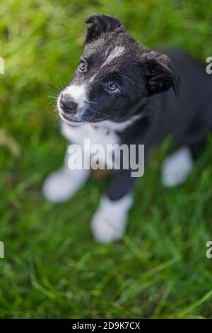Liebenswert Porträt von erstaunlich gesund und glücklich schwarz und weiß Grenze Collie Welpe. Border Collie Welpen in der Natur Stockfoto
