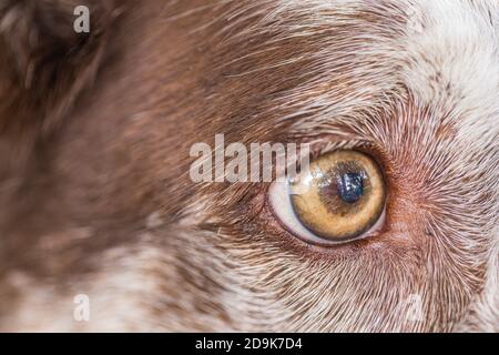 Nahaufnahme des Auges von Australian Shepherd. Border Collie Eye in der Makroansicht Stockfoto