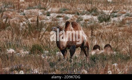 Baktrian Kamel in der Wüste Gobi, Mongolei. Eine Herde Tiere auf der Weide. Stockfoto