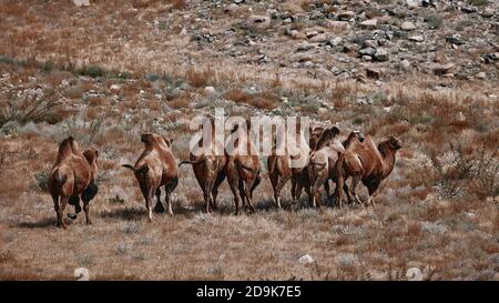 Baktrian Kamel in der Wüste Gobi, Mongolei. Eine Herde Tiere auf der Weide. Stockfoto