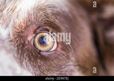 Nahaufnahme des Auges von Australian Shepherd. Border Collie Eye in der Makroansicht Stockfoto