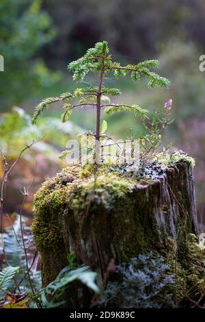 Kleiner, auf einem Baumstumpf wachsender Zwiniensaum. In Der Nähe Von Salen, Sunart, Lochaber, Highland, Schottland. Stockfoto