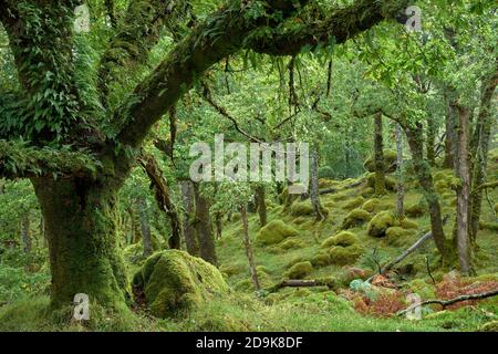 Temperierte Eiche, sessile Petraea, Wald im Ariundle National Nature Reserve, Strontian, Sunart, Lochaber, Highland, Schottland. Stockfoto