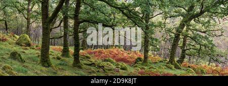 Temperierte Eiche, sessile Petraea, Wald im Ariundle National Nature Reserve, Strontian, Sunart, Lochaber, Highland, Schottland. Stockfoto